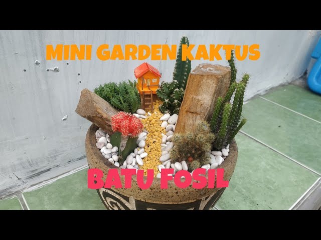 UNIK !! mini garden kaktus batu fosil |mini garden kaktus|membuat mini garden kaktus sederhana class=