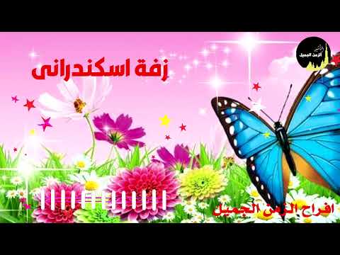 زفة اسكندرانى