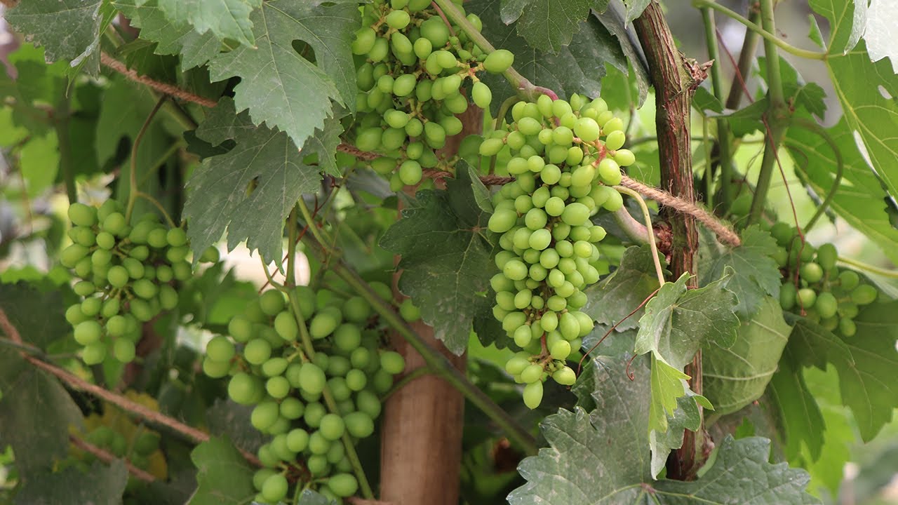 টবে অস্ট্রেলিয়ান মিষ্টি আঙ্গুর চাষ । Grape farming in Bangladesh YouTube