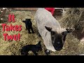 Lambing Continues At Homestead Horsemanship!