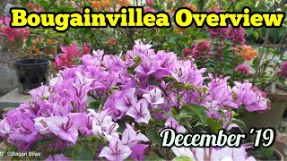 Bougainvillea Overview December//Bougainvillea collection in different colors and variety