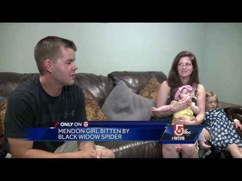 Black widow bite sends young girl to hospital