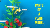 Photosynthesis Model In Plants Science Project 3d Model For Students The4pillars Youtube Photosynthesis Model In Plants Science Project 3d Model For Students The4pillars Youtube