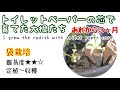 【やっと皆さんにご報告できます】これだから家庭菜園はやめられない #58しばみゆアットランダム #袋栽培 #大根 #定植