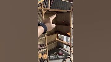 تعالو شوفو بيت دجاجاتي يوميات جنيد وعنوز اكسبلور يوميات مشاهير اشترك بل قناة وفعلو الجرس 