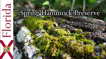 Osprey Trail - Spring Hammock Preserve - Longwood, Florida