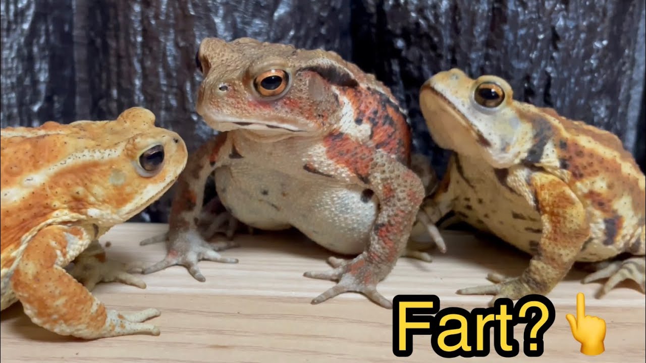 Never hold your farts in！The toads say yoisho and fart🐸miyako toad,japanese toad