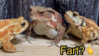 Never Hold Your Farts Inthe Toads Say Yoisho And Fartmiyako Toad,Japanese Toad