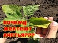 Почему желтеют листья на баклажанах / Выращивание баклажан / Когда делать подкормки