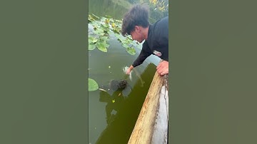 Snapping turtle almost got himself a meal!😳.         #pond #fish #nature #catfish