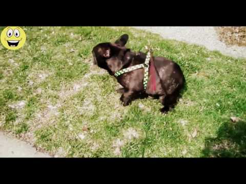 funniest-dog-fart-reactions-ever
