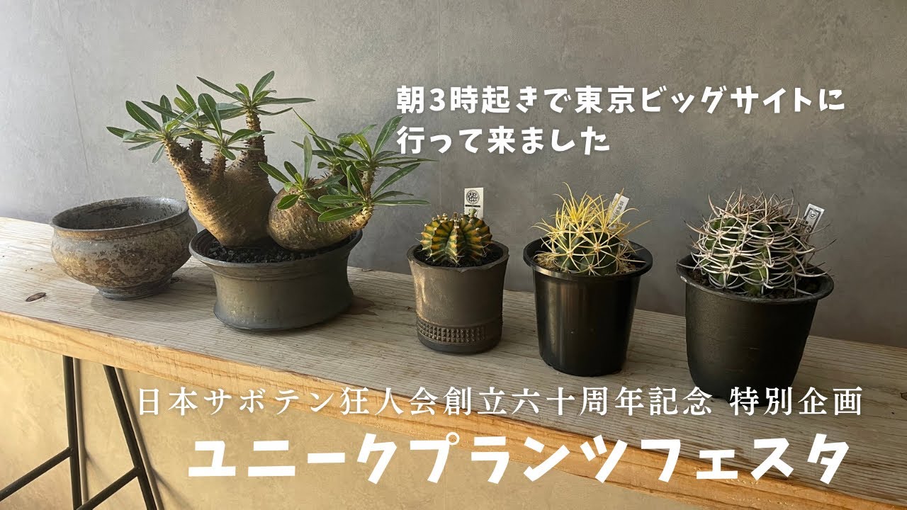 【ユニークプランツフェスタ】早起きして日本サボテン狂人会六十周年@東京ビッグサイトに行ってきた