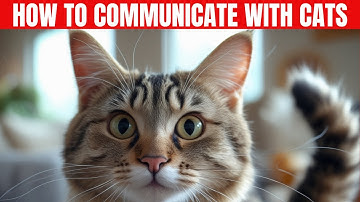 How to Communicate with Cats: The Ultimate Guide to Cat Body Language!