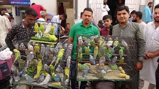 Birds Market Lalukhet Sunday Video Latest Update 12-3-23 in Urdu\/Hindi