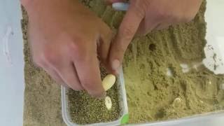Bearded Dragon Egg Incubation