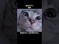 猫のおやつ視点