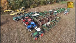 Rüben roden / Treckerabfuhr Rübenernte Ropa Tiger & Maus LU Besenthal sugar beet harvest and loading