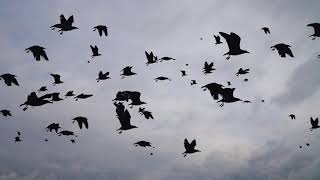 Летящие птицы на фоне неба