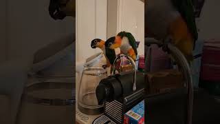 Mary&#39;s Nespresso Serenade: Singing &amp; Dancing Caique 🦜🎶