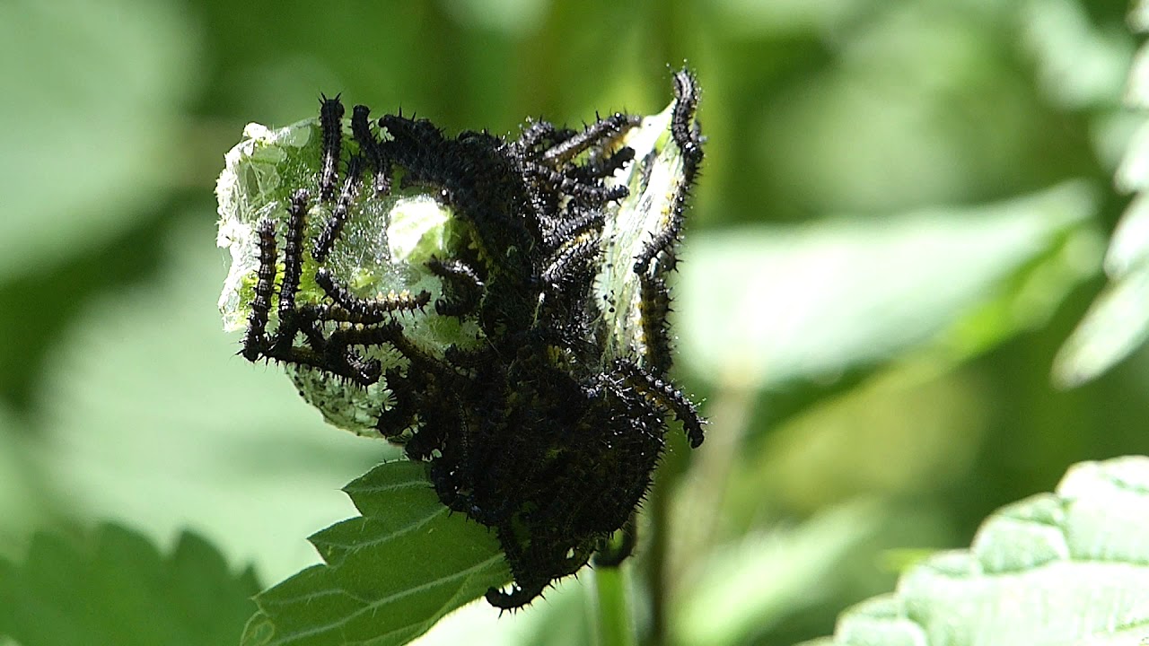 Entwicklung Tagpfauenauge - Von der Raupe bis zum Schmetterling