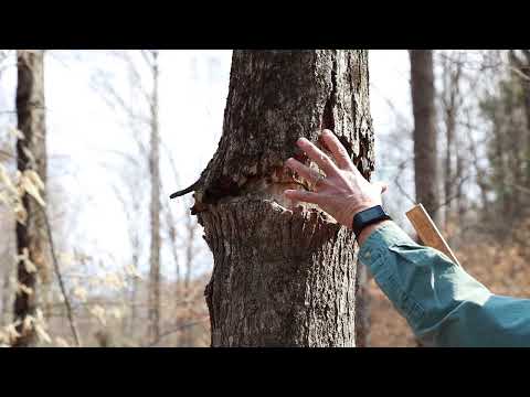 Βίντεο: Στοιχεία Sugar Maple Tree: Sugar Maple Tree Growing Information
