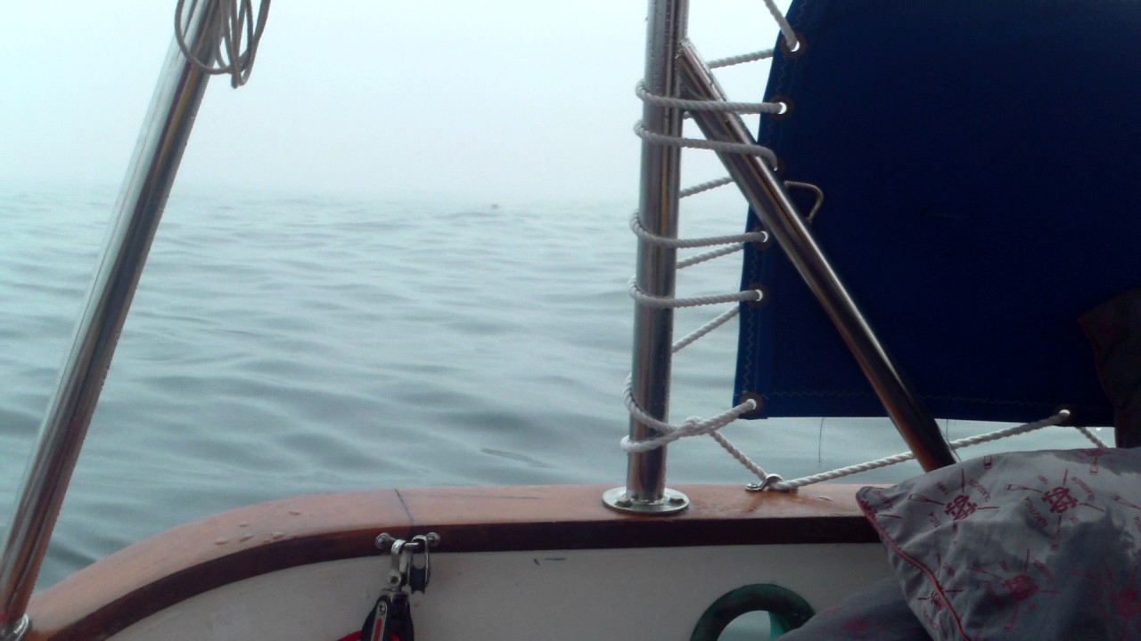 Whales all around me!