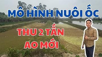 Bạn sẽ KHÔNG TIN mô hình nuôi ốc nhồi thu 2 tấn/1 vụ bằng Ruộng Lúa
