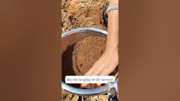 Cách trồng xà lách #trongrausach #trongcay #daudaunongsan #shorts