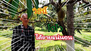 ปลูกทุเรียนแบบนี้ไม่ตายและได้ผลผลิตแน่นอน