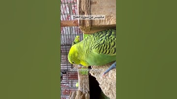 #سورة_الفتح #قرآن #محمد_الفقية #اليمن #العراق #مصر #المغرب #طيور #البادجي #quran #birds #america