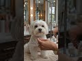 Maltese Gets the Cutest Tiny Salon Trim