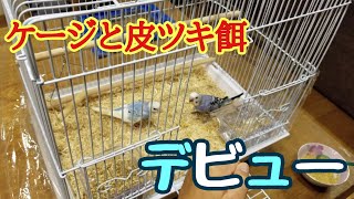 ケージと皮ツキ餌デビューしました！【セキセイインコ】【#2】