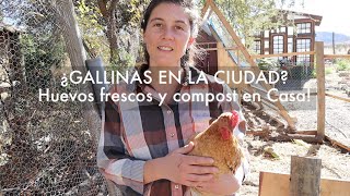 Gallinas Urbanas! | ¿Qué necesitan? Guía completa para tener Gallinas | TUTORIAL El mejor bebedero!