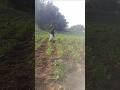 Trending Short video#song
