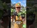 Why Fig Leaves Change Shape #shorts
