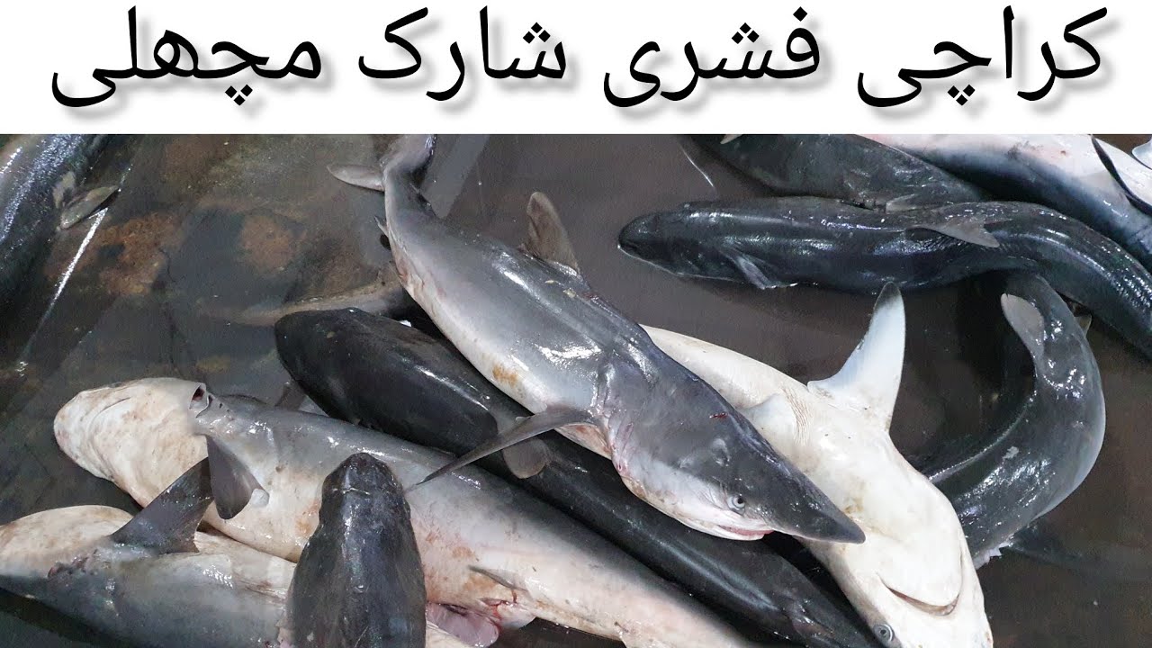Karachi Fishri Market Shark Fish Fishri Big Fish Market Shark karachi-fishri-market-shark-fish-fishri-big-fish-market-shark