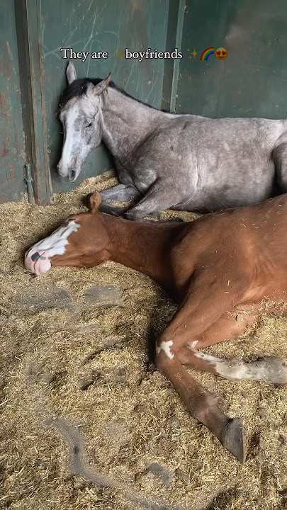 Gay Horses
