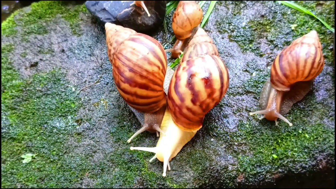 The Amazing Adaptation of Snails, more than just a shell  