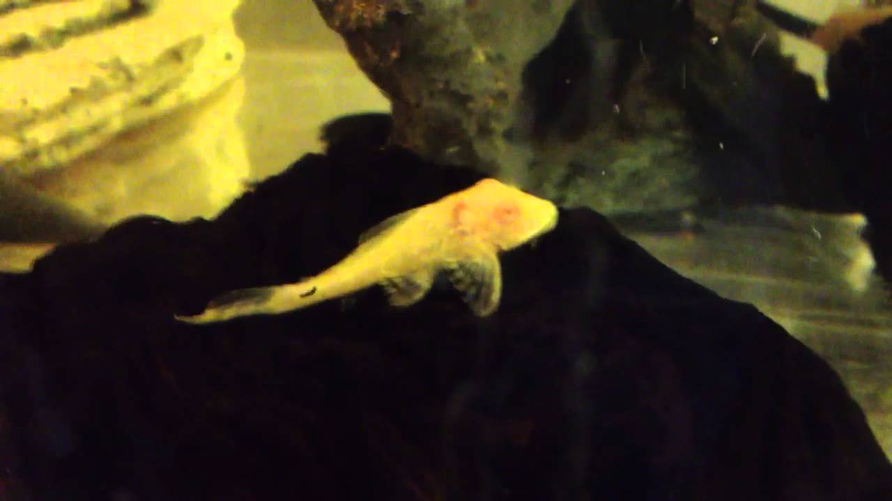 arowana tank Albino Plecos Now In Stock