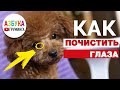 Как почистить глаза собаке и щенку?