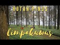 Download Lagu Hutan Pinus Limpakuwus Baturraden - Berapa harga tiket masuknya?