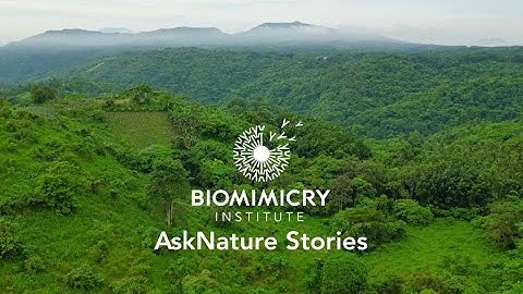 AskNature Stories Long Video Compilation