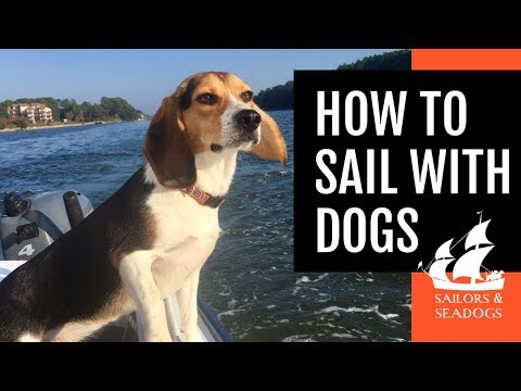 فيديو: كلب الماء الاسباني