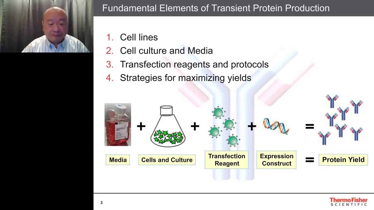 Basic Concepts in Transient Expression using 293 and... - youtube
