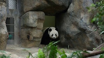 GLOBALink | Giant pandas enjoy colorful life with their "human family" in Hong Kong