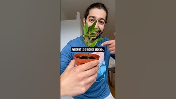 How to Start Growing Blueberries at Home! 🫐 creative explained