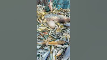 Wow‼️ Deep Sea Jackpot: Reeling in the Unexpected💢‼️