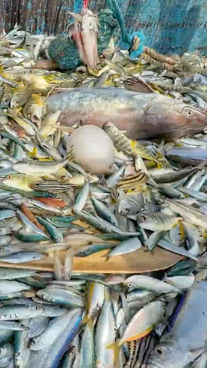 Wow‼️ Deep Sea Jackpot: Reeling in the Unexpected💢‼️