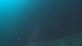 September dive at Dutch by Jim Ryan 57 views 3 years ago 1 minute, 1 second