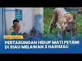 PUKULAN Tangan Kosong Jadi Penyelamat dalam Pertarungan Hidup Mati Petani di Riau Lawan 3 Harimau